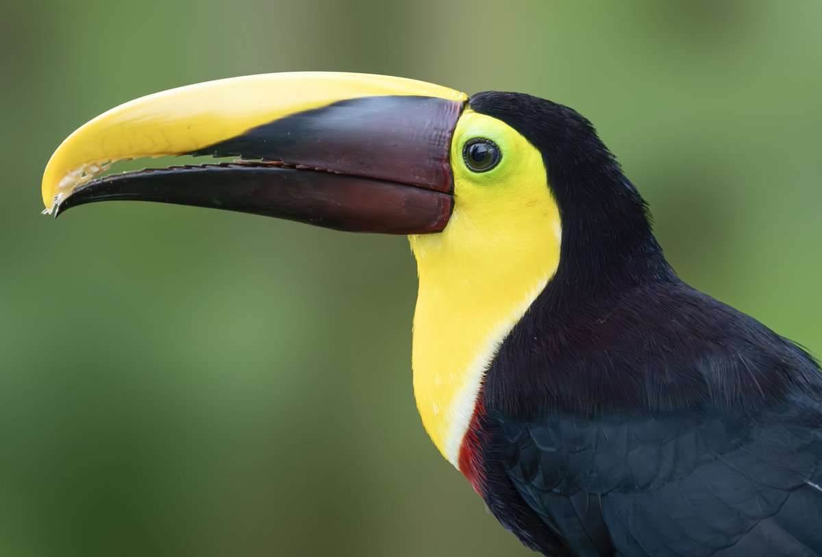 oliveira_kacau's tweet photo. Sometimes I’m certain they’re capable of smiling for the camera 😍
It was thrilling to see the beautiful yellow-throated toucan up close❤️❤️ https://t.co/p4BbYcDShg