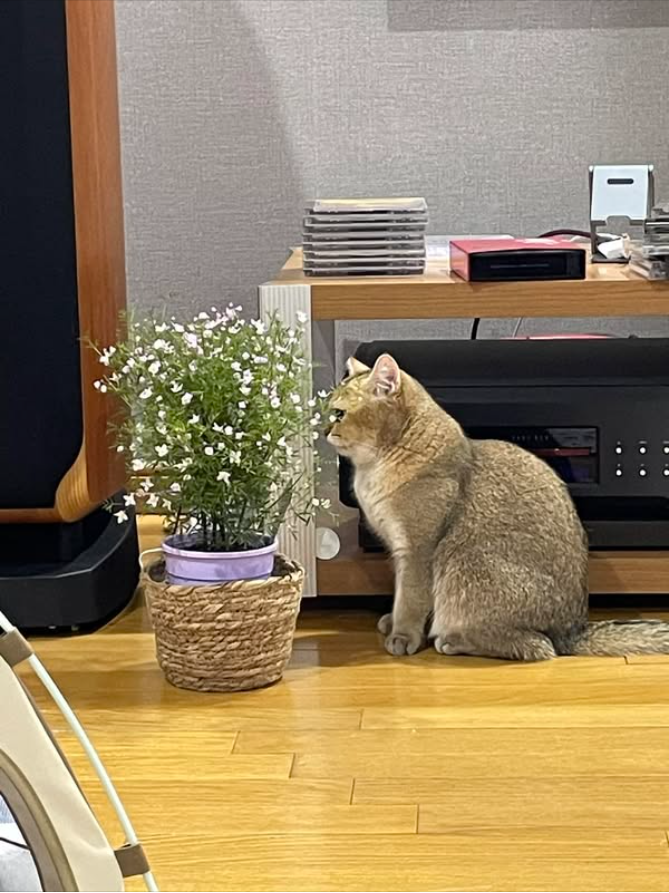 야캉야캉 tweet media