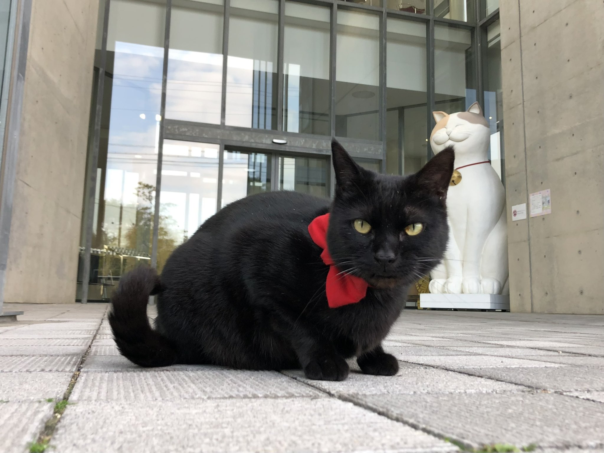 黒猫 🐈‍⬛ おはにゃ〜✨🥱 日向の ここちゃん♪ #土アップ祭