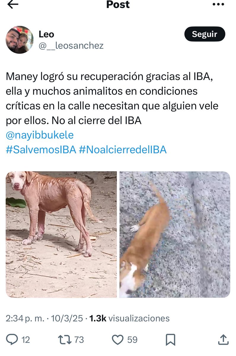 ElUniversal_SV's tweet image. Usuarios de X (Twitter) se unen en campaña #SalvemosIBA con el fin de que el @ibaelsalvador continue sus operaciones para salvaguardar la vida de los animales. A lo largo del funcionamiento del IBA cientos de animales fueron rescatados de sus dueños, quienes los maltrataban.