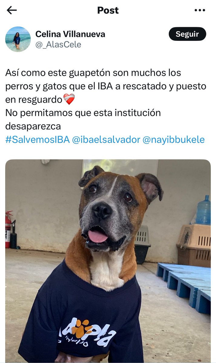ElUniversal_SV's tweet image. Usuarios de X (Twitter) se unen en campaña #SalvemosIBA con el fin de que el @ibaelsalvador continue sus operaciones para salvaguardar la vida de los animales. A lo largo del funcionamiento del IBA cientos de animales fueron rescatados de sus dueños, quienes los maltrataban.
