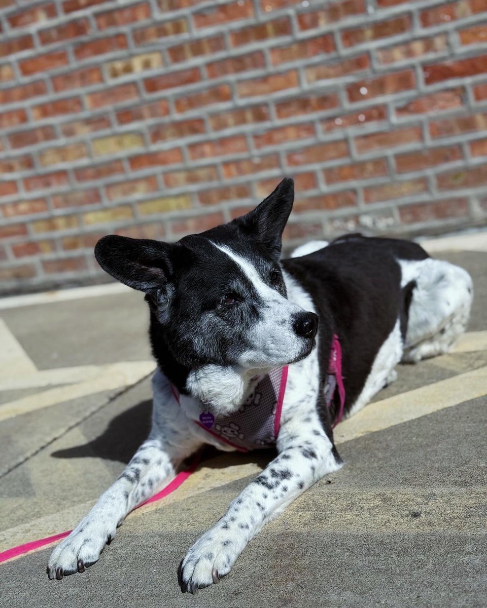 Mike Durband Productions (@mikedurband) on Twitter photo Fifteen years ago today, I went to <a href="/WrightWayRescue/">Wright-Way Rescue</a> and got the best dog ever.
#GotchaDay #AdoptDontShop Fifteen years ago today, I went to <a href="/WrightWayRescue/">Wright-Way Rescue</a> and got the best dog ever.
#GotchaDay #AdoptDontShop