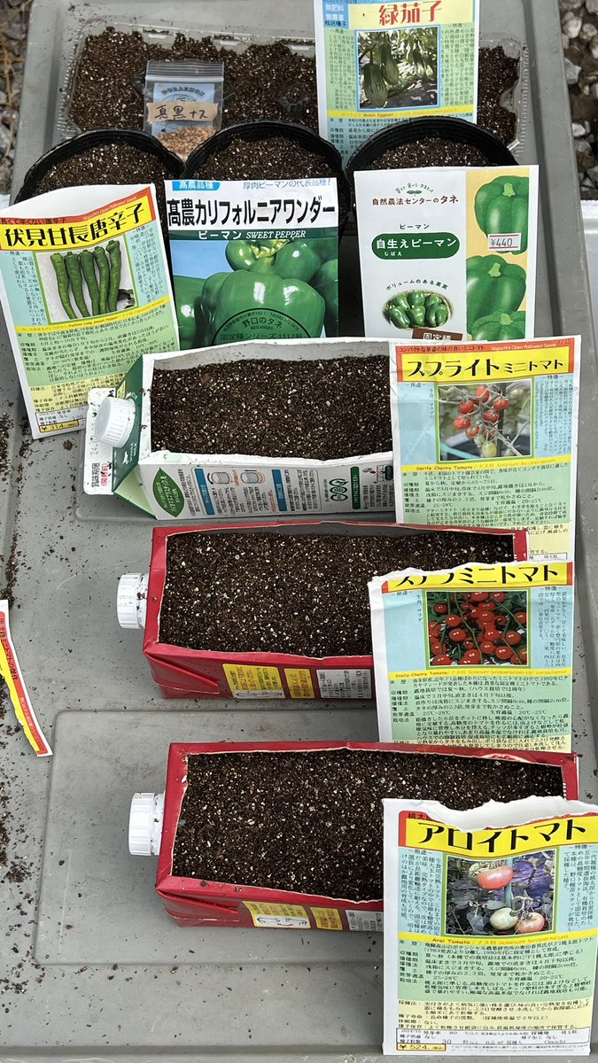 Kiich_Farm's tweet photo. 【���野菜の播種】

昨年は栽培方法を色々試した。　　　

自分に合う、野菜に合う、土地に合う。

バランスをいかに取るか。
愛情を与えるのが大事。

以上。 https://t.co/LYSeTFYJkH