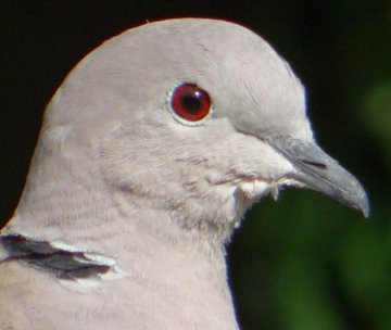 a_london_pigeon's tweet photo. WANTED
All over Western Europe and beyond
Four of our main suspects
#Feral_Pigeon #Wood_Pigeon
#Collared_Dove #Stock_Dove
A fifth suspect #Turtle_Dove has winged it to Africa but is expected to return soon.
Hopefully. https://t.co/6UGMKViRHr