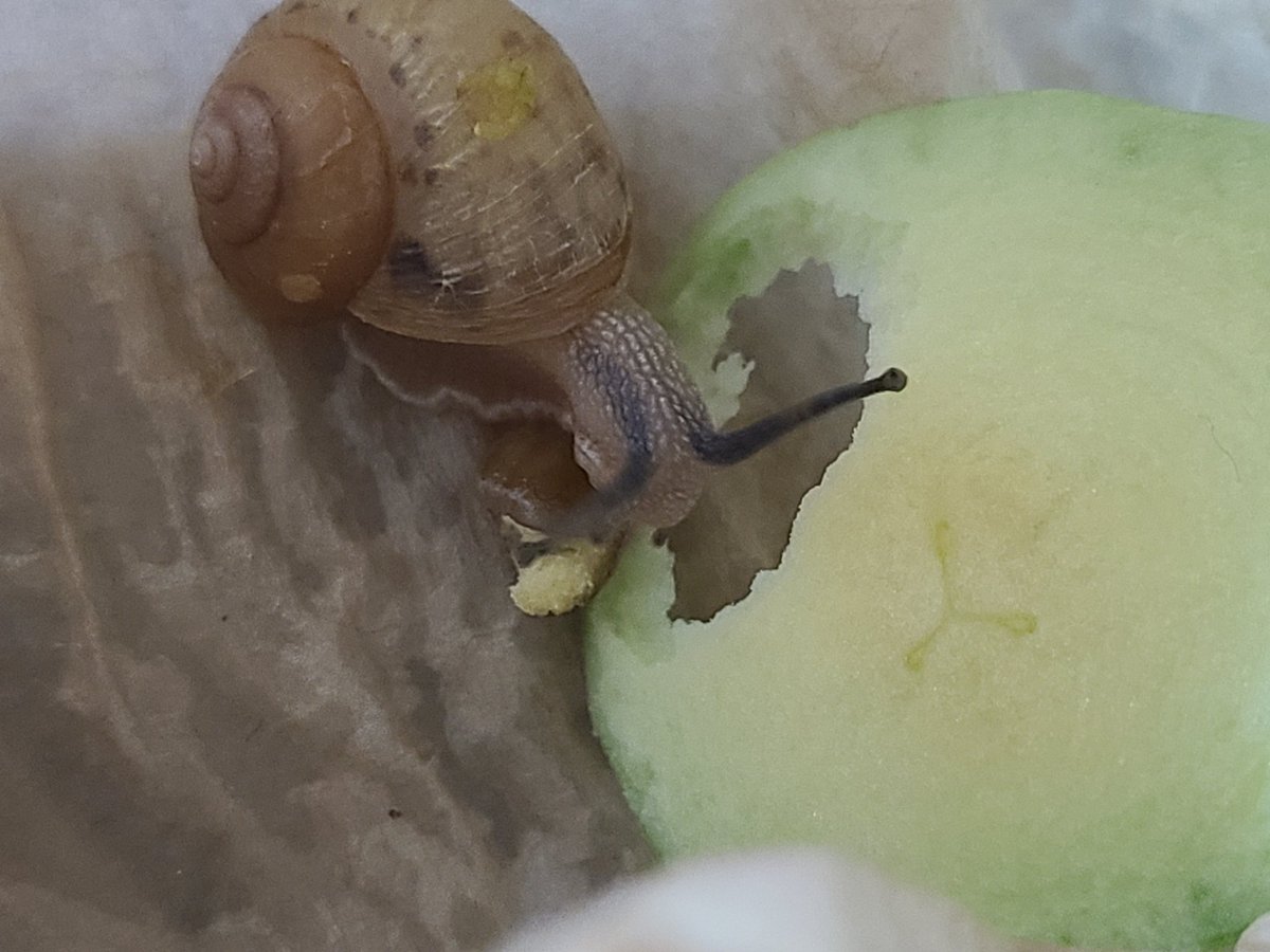 GogumiTheSnail's tweet photo. 무
패각에 응가를 붙이고서 아침밥을 먹어요
오늘 아침은 렌틸콩과 애호박 https://t.co/Y5YCVAuGLf