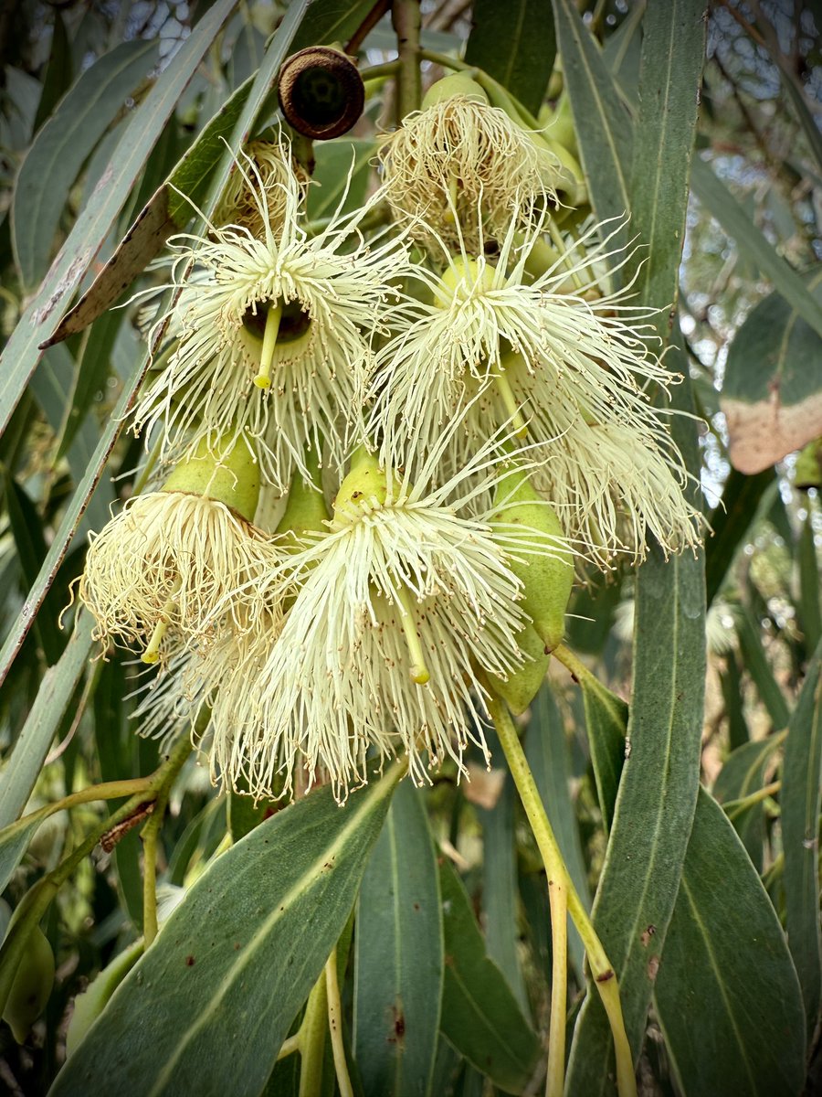 The wonderful flowers of Eucalyptus leucoxylon - South Australian Blue Gum.