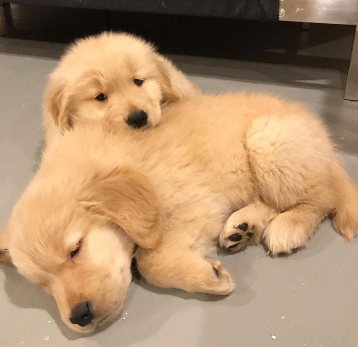 petpuppies👿😺 tweet media