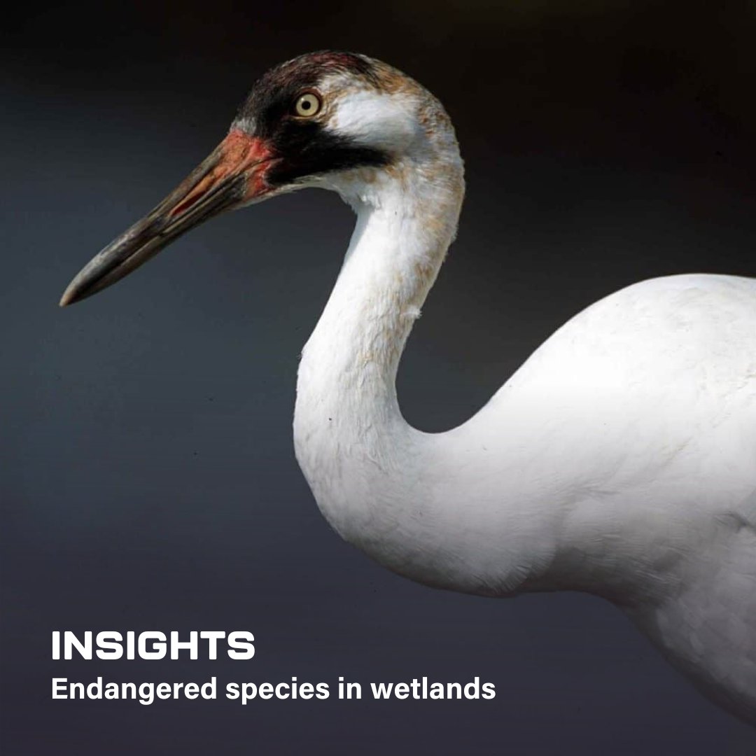 Whooping Cranes depend on marshes for survival, where they nest and feed on a variety of small animals and aquatic plants. hubs.ly/Q034F1x-0
#WildlifeDrones #WildlifeMonitoring #radiotracking #radiotelemetry #wildlifetelemetry