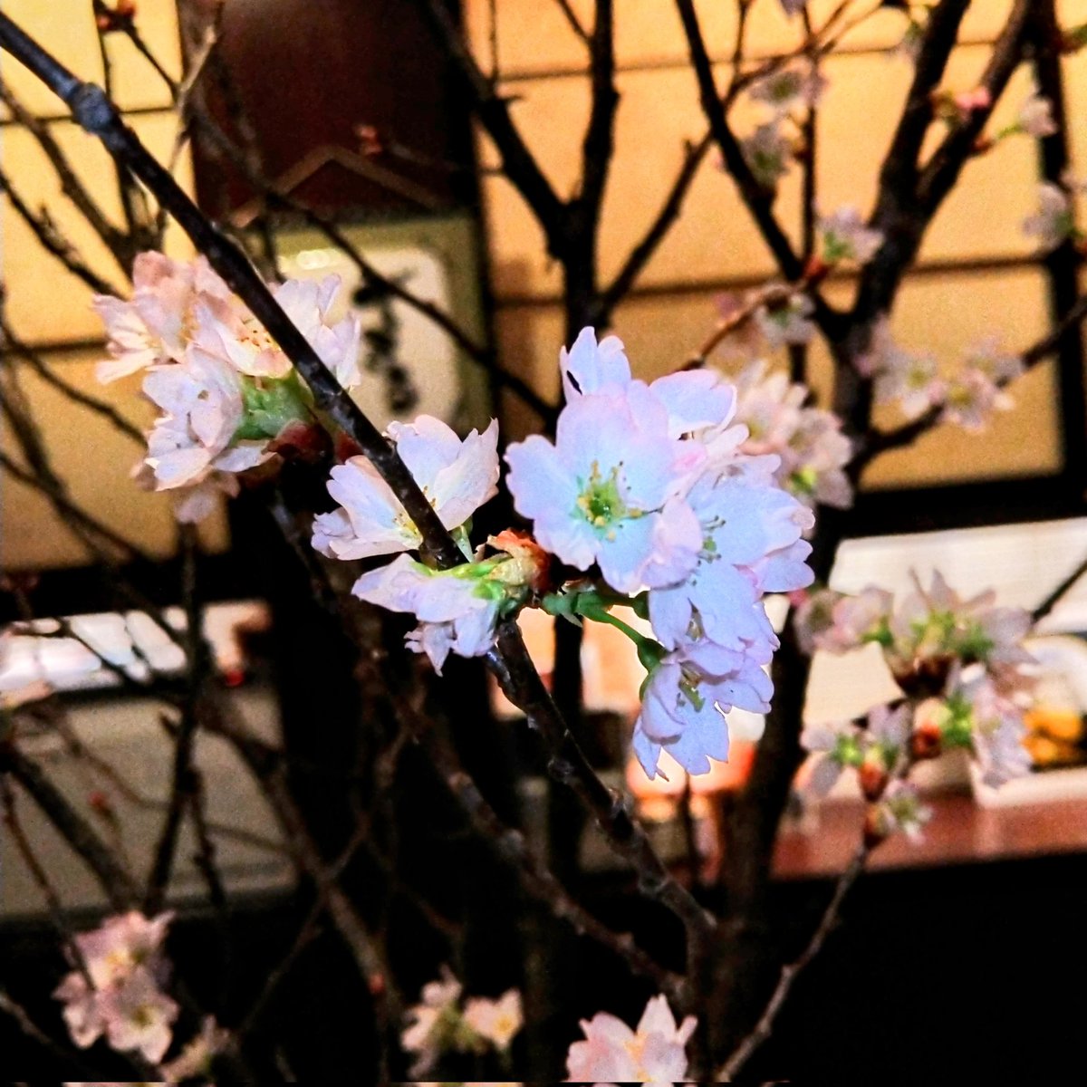 くじらと新たま・新じゃがの肉じゃが
#肉じゃが

kokoからじゃの桜
咲き始めました🤗
春はそこまで来てますよ🌸

ご予約・お問合せはコチラ
👇️
☎082-909-9488

<a href="/koko_kalajya/">ひろしま旬食と鯨料理 kokoからじゃ</a>