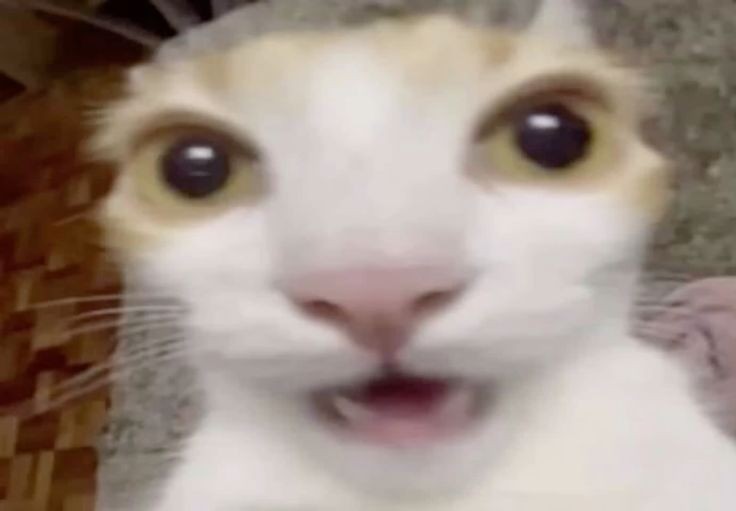 ich wenn früher aufstehen, rausgehen und sachen erledigen tatsächlich dafür sorgt, dass ich mich besser fühle: