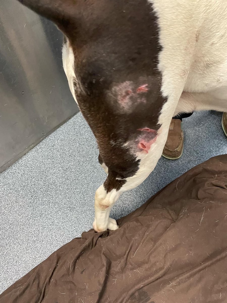 Suspense tweet media