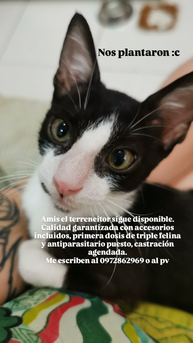 Amis de TW sigan con el RT hasta encontrarle casa por fi 🥹, hoy nos plantaron. Tiene agendada castración, arenero con comedero, comida, primera dosis de triple felina y antiparasitario. Me escriben al 0972862969 o al dm
<a href="/koalandeMichi/">Koa La Nde Michi 😺😸😽😼😻</a> <a href="/salvandohocicos/">Salvando Hocicos Paraguay</a>