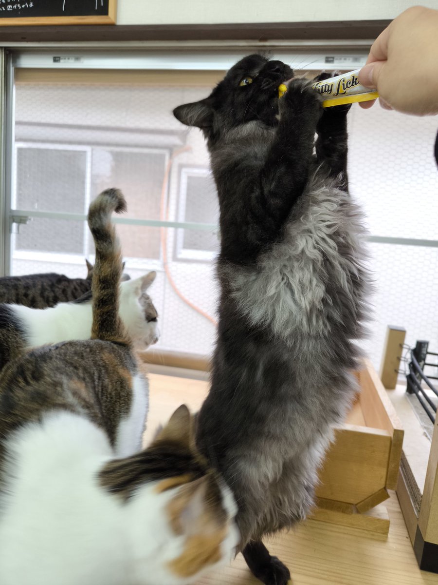 ohana_hogoneko's tweet photo. 保護猫カフェオハナでは猫のおやつキティリックスのお試しセットを販売中
3本で200円税込ですが #キティリックス とハッシュタグと写真をSNSに投稿していただくともう1本サービス!(帰宅後の投稿でもOKです)
たくさん可愛い写真を投稿してくださいね!
#Kittylicks
#キティリックス
#猫のおやつ https://t.co/pMspMHZTBn