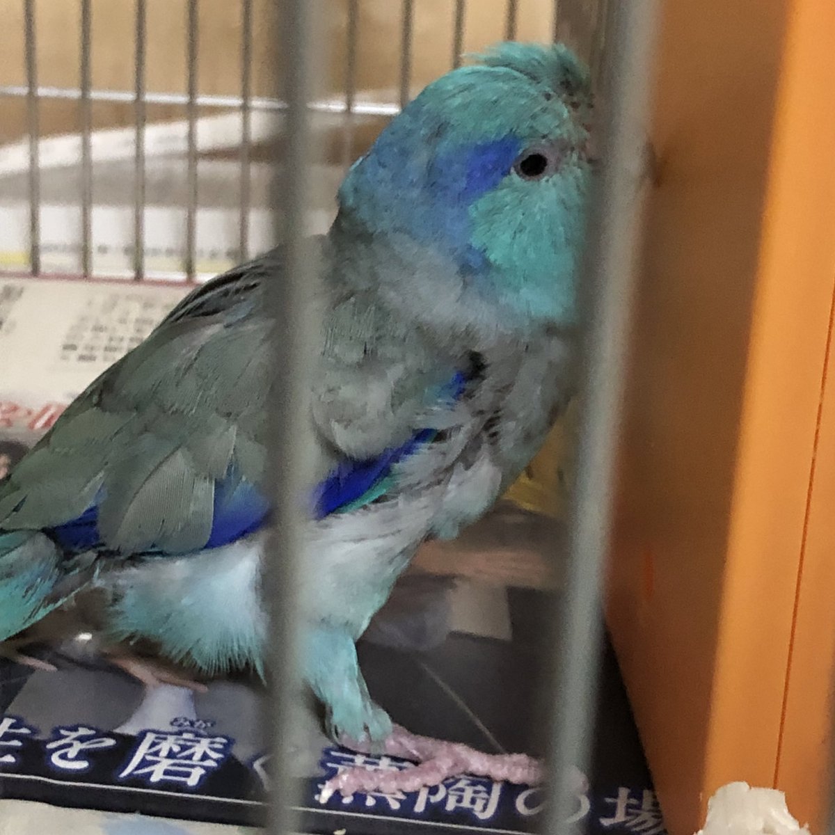 今朝ピー斗が虹の橋🌈渡っちゃいました。
👍や優しいお言葉に飼い主も元気を頂いてました。
ありがとうございます。
昨日カバー被せる前のしっかり立ってたピー斗が最後の写真でした。