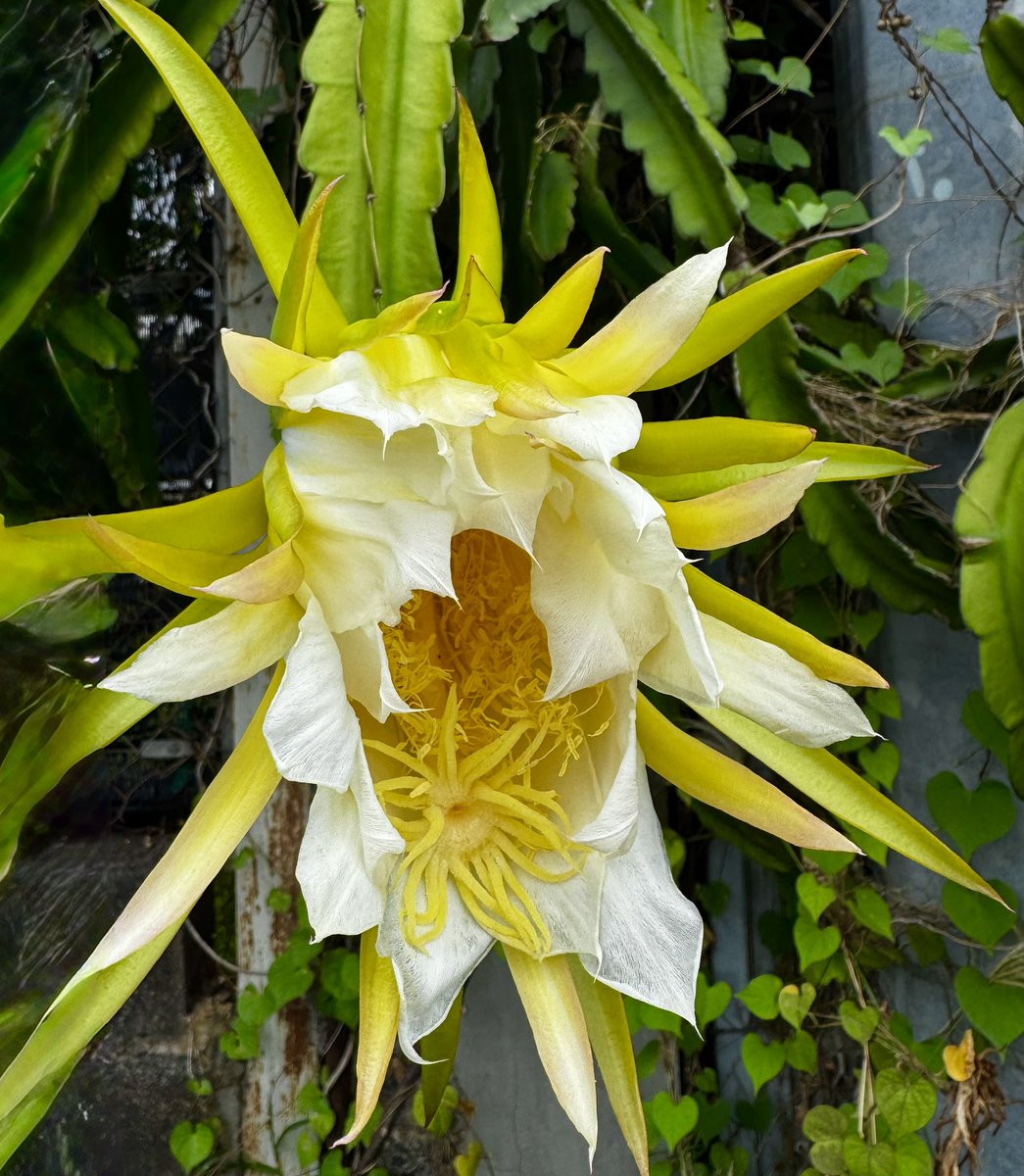 Fleur de pitaya #Tahiti