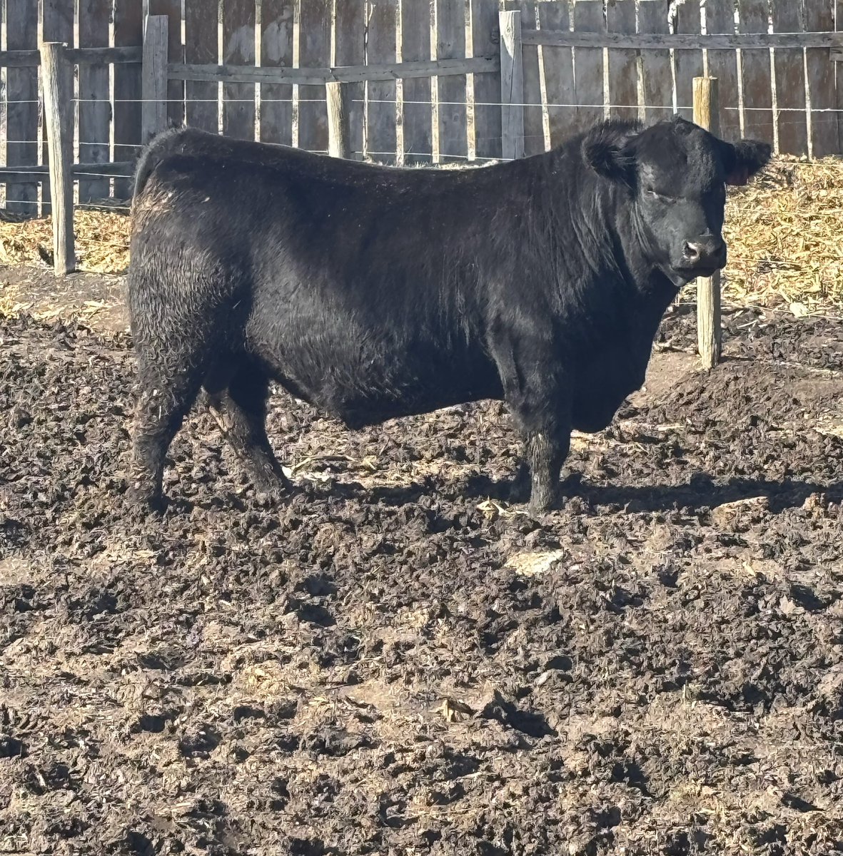 Cowboy Kade tweet media