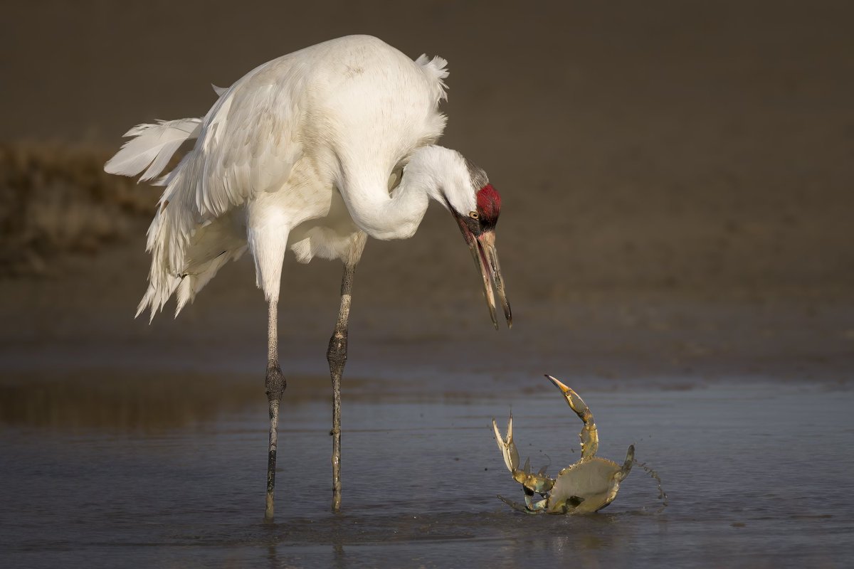 StephenBrkich's tweet photo. Whooping Crane vs Blue Crab.  Crab was spared.  Aransas National Wildlife  Refuge..Canon R5 with RF 200-800
@CanonUSA 
#shotoncanon https://t.co/7pPxhpOyiO