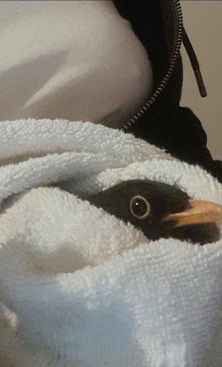 StripyKleo's tweet photo. Birb got stuck in my house yesterday, had to throw a towl on it so I could let em out https://t.co/4Z2pfvSKaF