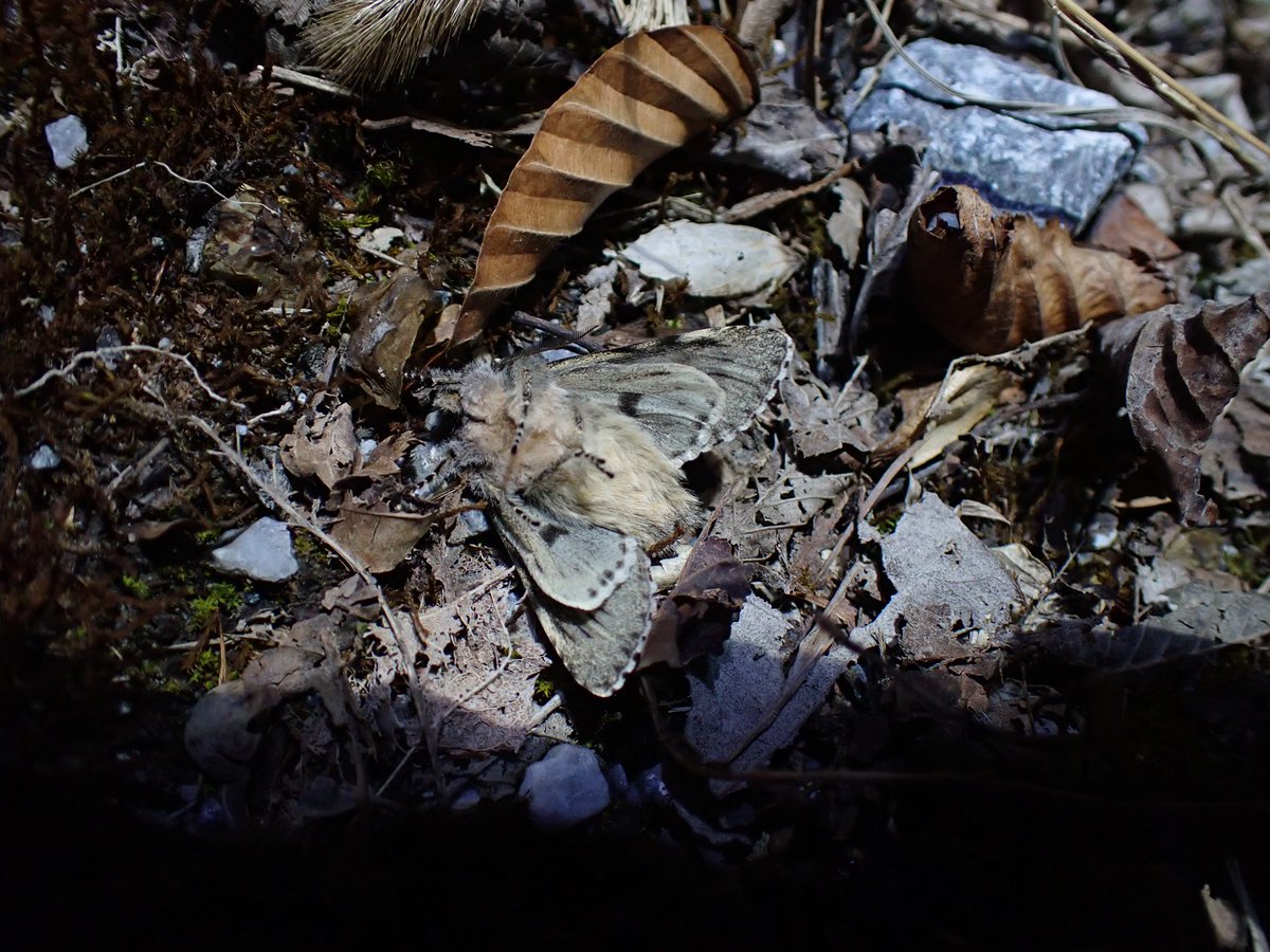 これはHIDの前にストっと落ちて仰向けのままフリーズしたタニガワ