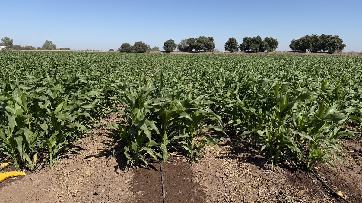 nalolugo's tweet image. MAIZ DULCE CON GOTEO🌽🌽

En 14 días pasamos de la foto 1 a la foto 2, después de:

-65 mm de riego 
-60 kg/ha de Nitrato de amonio 
-40 kg/ha de Urea
-6 kg/ha de 12-61-00
-Ácidos húmicos y fúlvicos por riego 
-2 aplicaciones de Fe y Zn foliar 

¡Bendito goteo!

📍Sinaloa, México