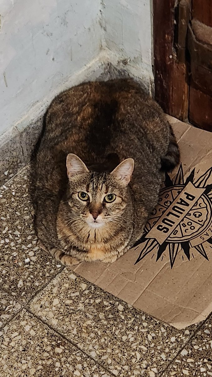 saben q es lo peor? yo le reduzco las porciones, pero alimento a gatos de la calle y la gordisima va a ATACARLOS para robarles la comida kJkjk obvio q siempre q puedo la controlo y la dejo encerrada pero 😭😭 es imposible estarle siempre encima (Y YA LE COMPRO COMIDA LIGHT)