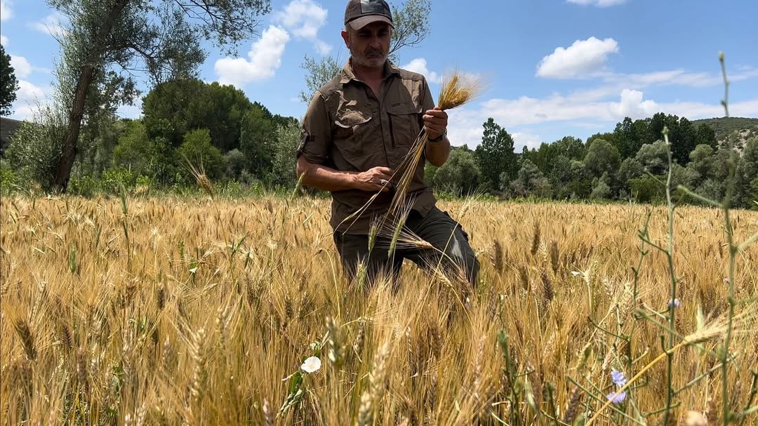 Campfire_WithEd's tweet photo. Off-grid living starts with knowing where your food comes from. This wheat field isn’t just scenery—it’s survival. Learning to harvest and process your own grain is a game-changer. Who else is into wild or homegrown food? #SurvivalSkills #FarmFresh #NaturalLiving https://t.co/BIEFabdcx7