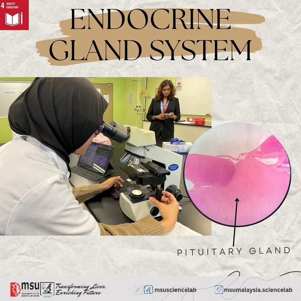 MSUsciencelab's tweet photo. Exploring the amazing world of hormones! 🧠💡 Today’s activity is all about understanding the powerful role of the endocrine glands in our body.
#MSUScienceLab
#MSUmalaysia
#EndocrineSystem
#studentactivity
#SDG4QualityEducation
#LearningExperience
#go2msu https://t.co/fIxsduIvZC