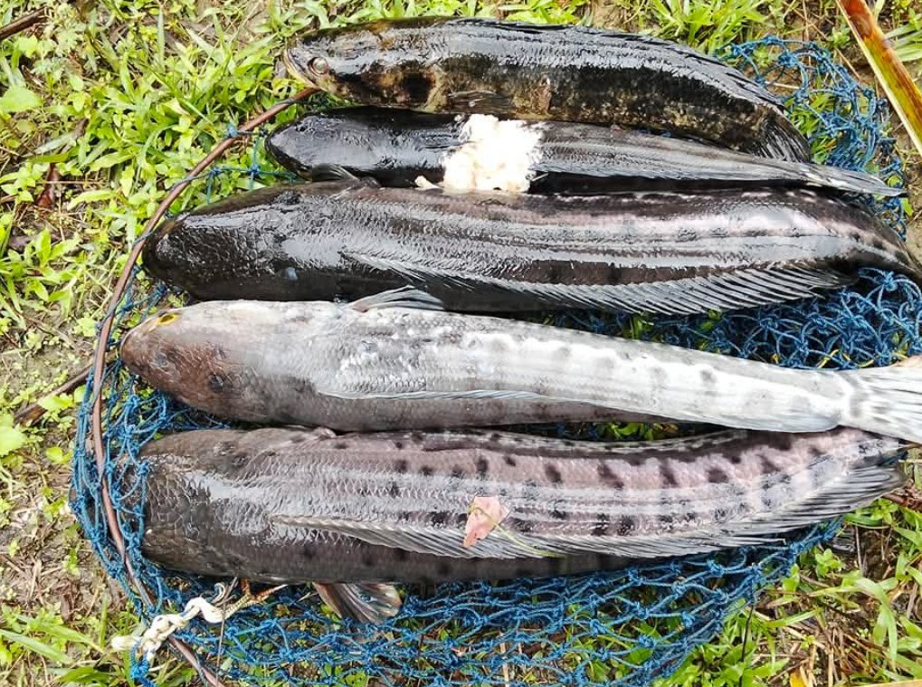 KIrawatie's tweet photo. Selasa (11/03), Kristiance Irawatie, S. Pi Luhkan Kab. Katingan di KUB Batuah Barajaki Desa Dahian Tunggal melaporkan hasil tangkapan ikan Toman sebanyak 4,2kg alat tangkap perangkap (pangilar)harga Rp. 40.000/ kg
#GiatLuhkanSatminkalGONDOL 
#Katingan 
#Tangkap https://t.co/jEpHcQabnd