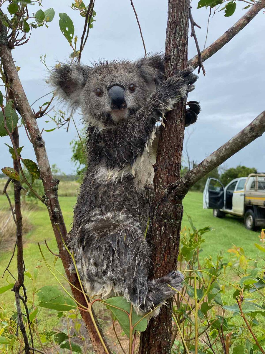 talkingkoala's tweet photo. 🙏🐨💖🤗 landholder Bevan Haynes from our @Friends_Koala  Hanging out at East Coraki project, snapped these shots of Huckleberry &amp; think Vine 😰 Bevan rescued them to trees on higher ground awaiting @LinguIna20 and I being able to get out there 💕 #MajorFlooding #CycloneAlfred https://t.co/3ygYdy3lY0
