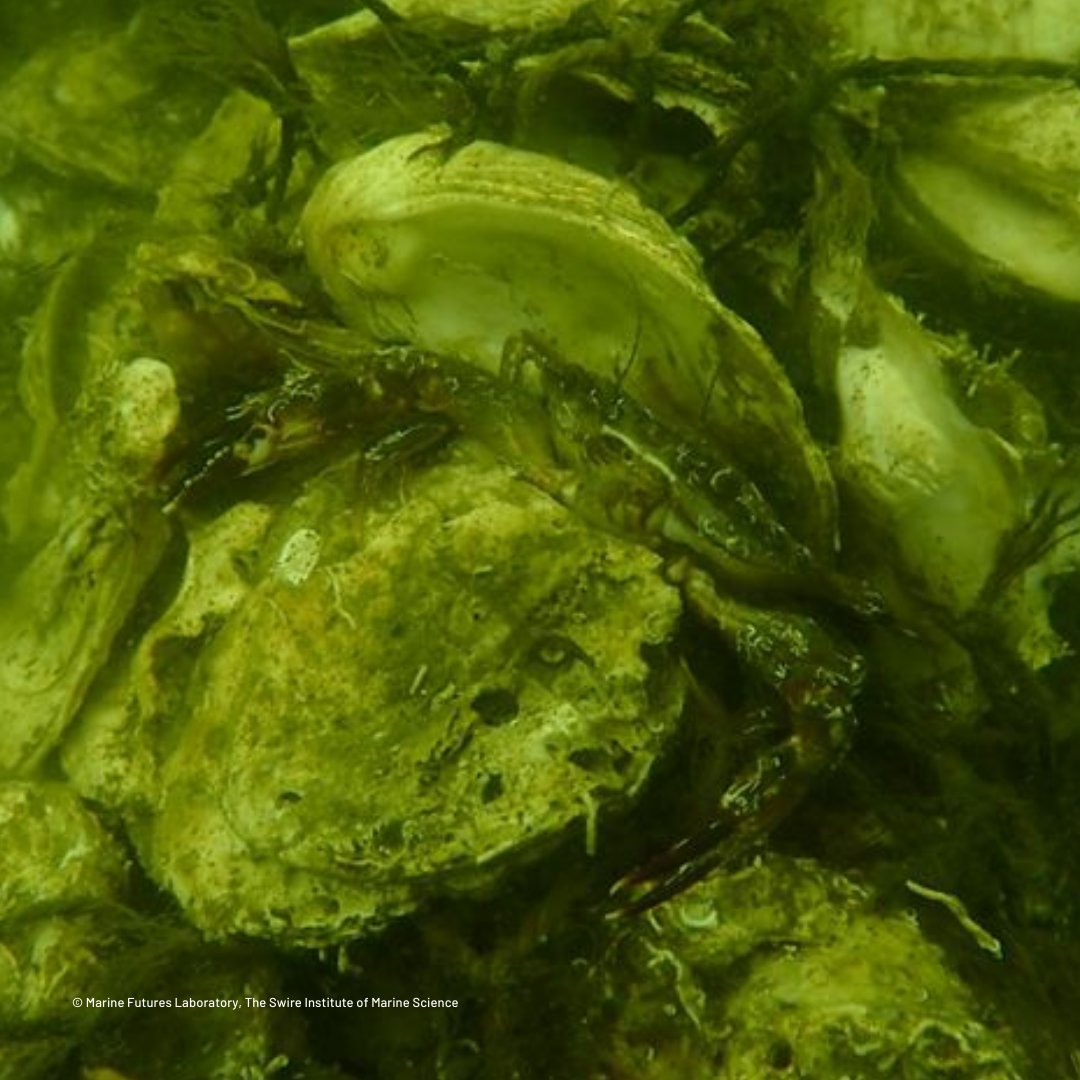 🦪 Did you know an estimated 85% of oyster reefs have been lost, making it the most endangered marine habitat on the planet? Learn how #TheNatureConservancy Hong Kong is helping with #ReefRestoration by using discarded shellfish shells: nature.ly/4hpyGFY     

#SaveTheReef