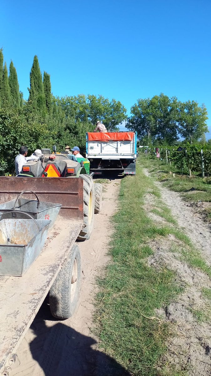 Tiempo de Vendimina !!🍇💪