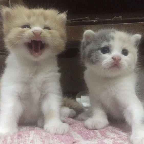 taejun as cats (@nyangztaejun) on Twitter photo 