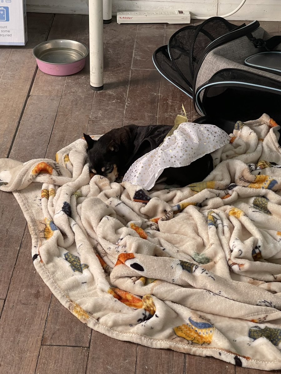 🐾Fur Kidz Adventurez🐾 tweet media