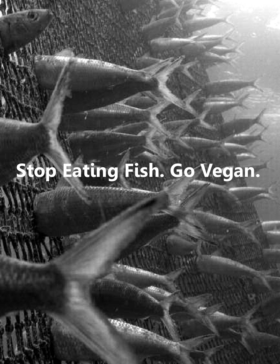 veganfuture's tweet photo. Stop eating fish. #GoVegan https://t.co/mXZGrwoXss