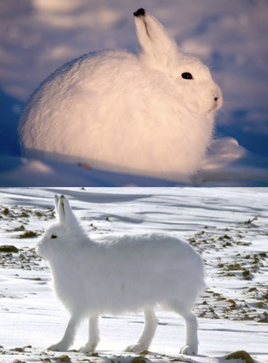 ホッキョクウサギか！これだなあと思ったけど名前出なかった, image size:885x1200