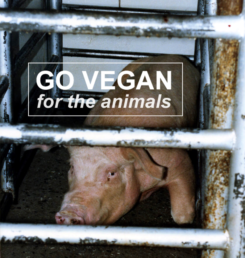veganfuture's tweet photo. Go vegan for the animals https://t.co/ZtdpRbsWV3