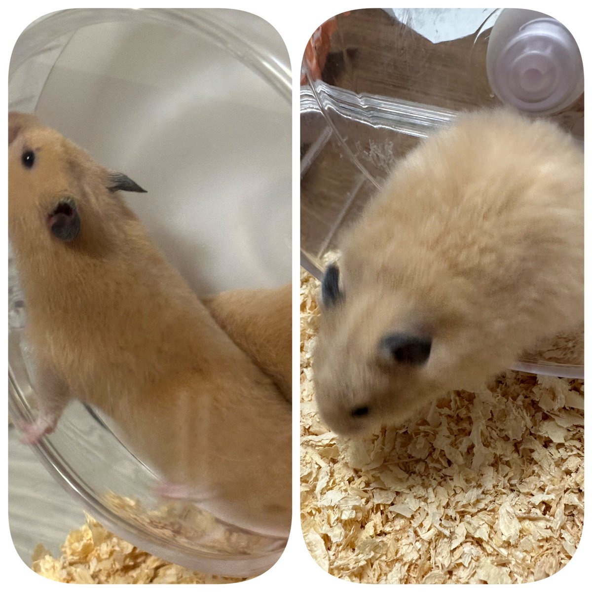 kae8867's tweet photo. 今日はお掃除の日その時に撮ったけどボヤけてる！２匹は一緒のケージだから仲良く回し車、狭くないのかな https://t.co/ciLQU0hPzp