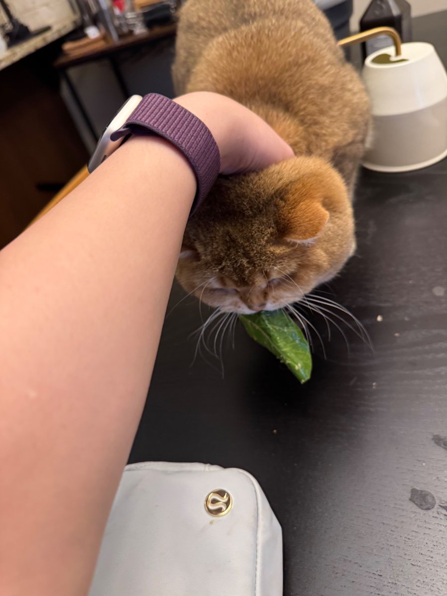 Bao The Whale 🐳 tweet media