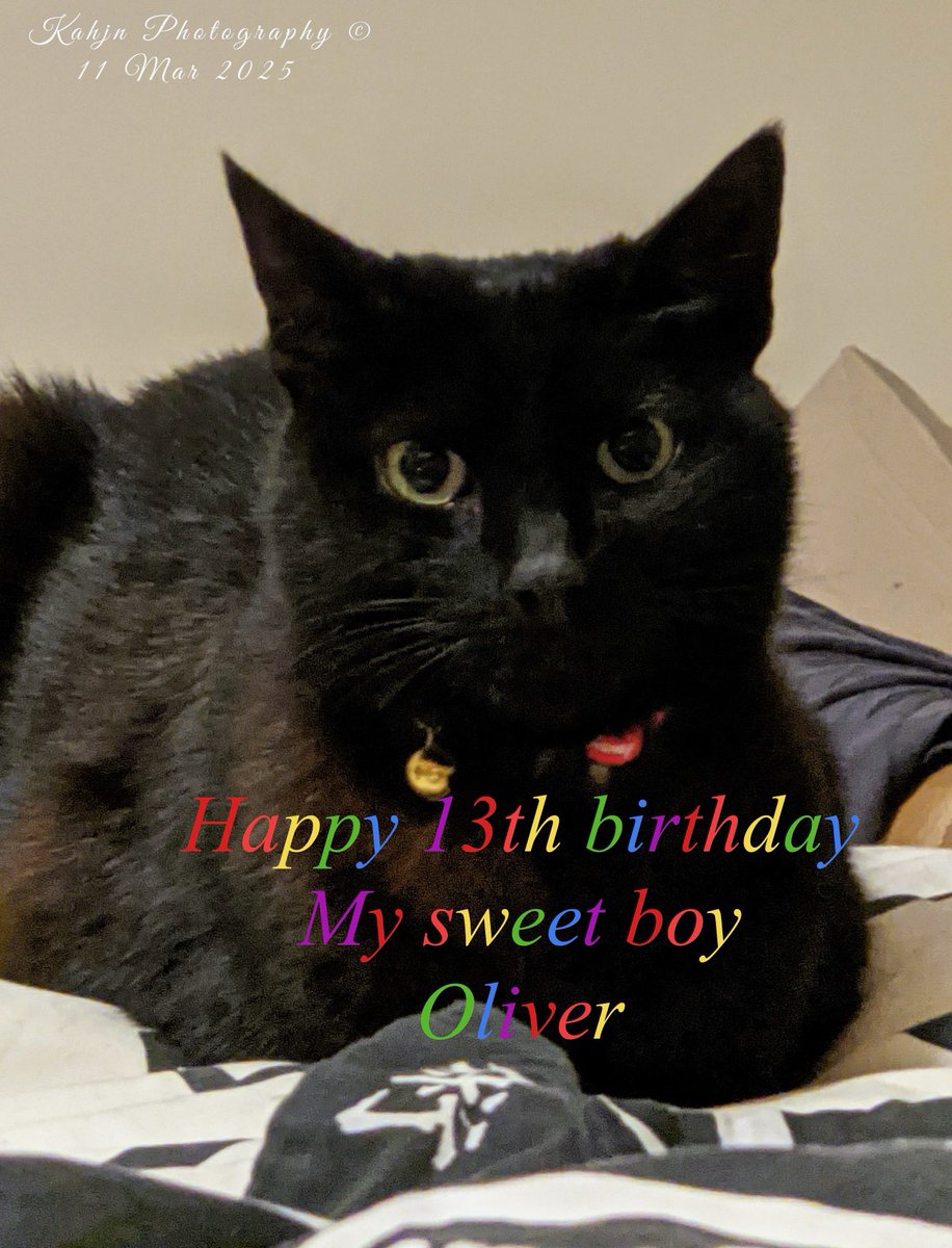 Oliver & Billy - RIP Squeak 🌈 🐾🐾 tweet media