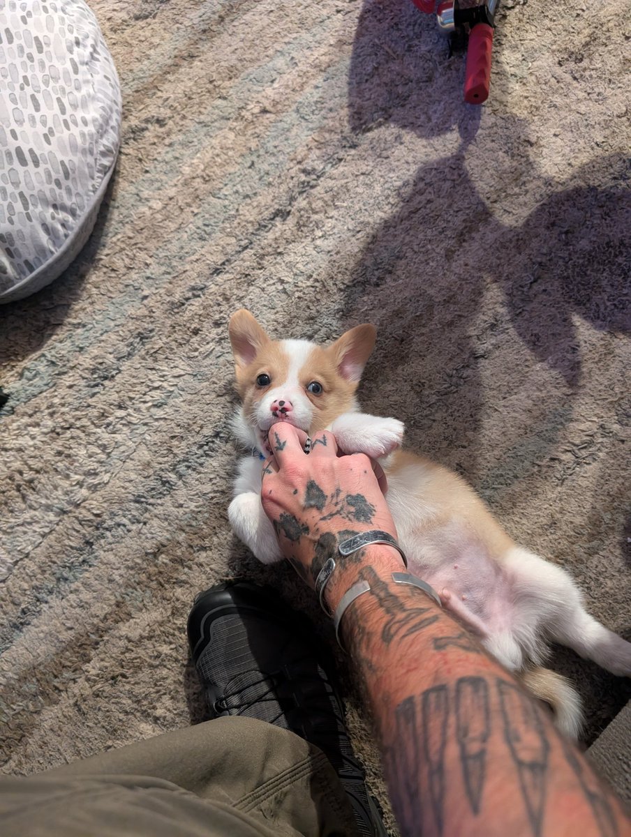 n7nar0sis's tweet image. Having a Corgi puppy is like having a small fuzzy velociraptor with dwarfism.