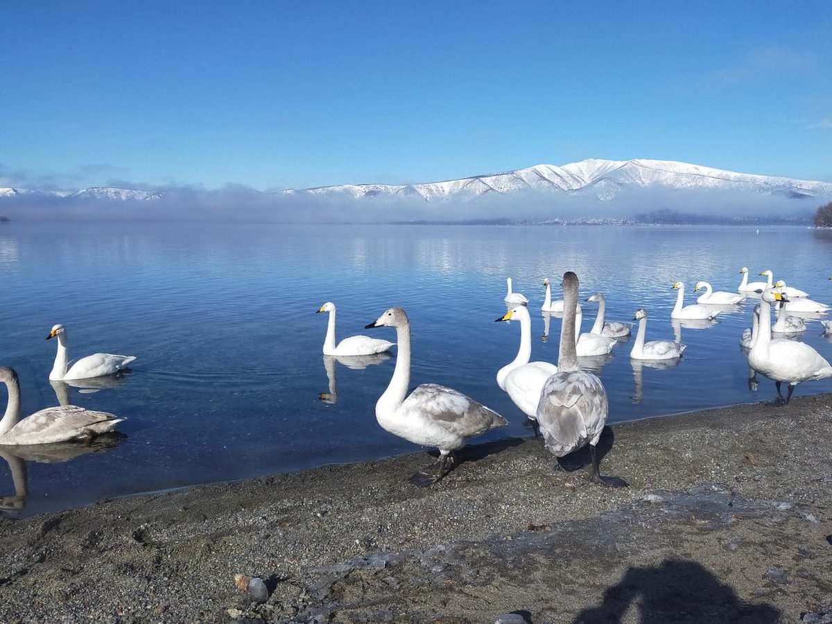 Chip Hop Cafe / 川湯ビジターセンター tweet media