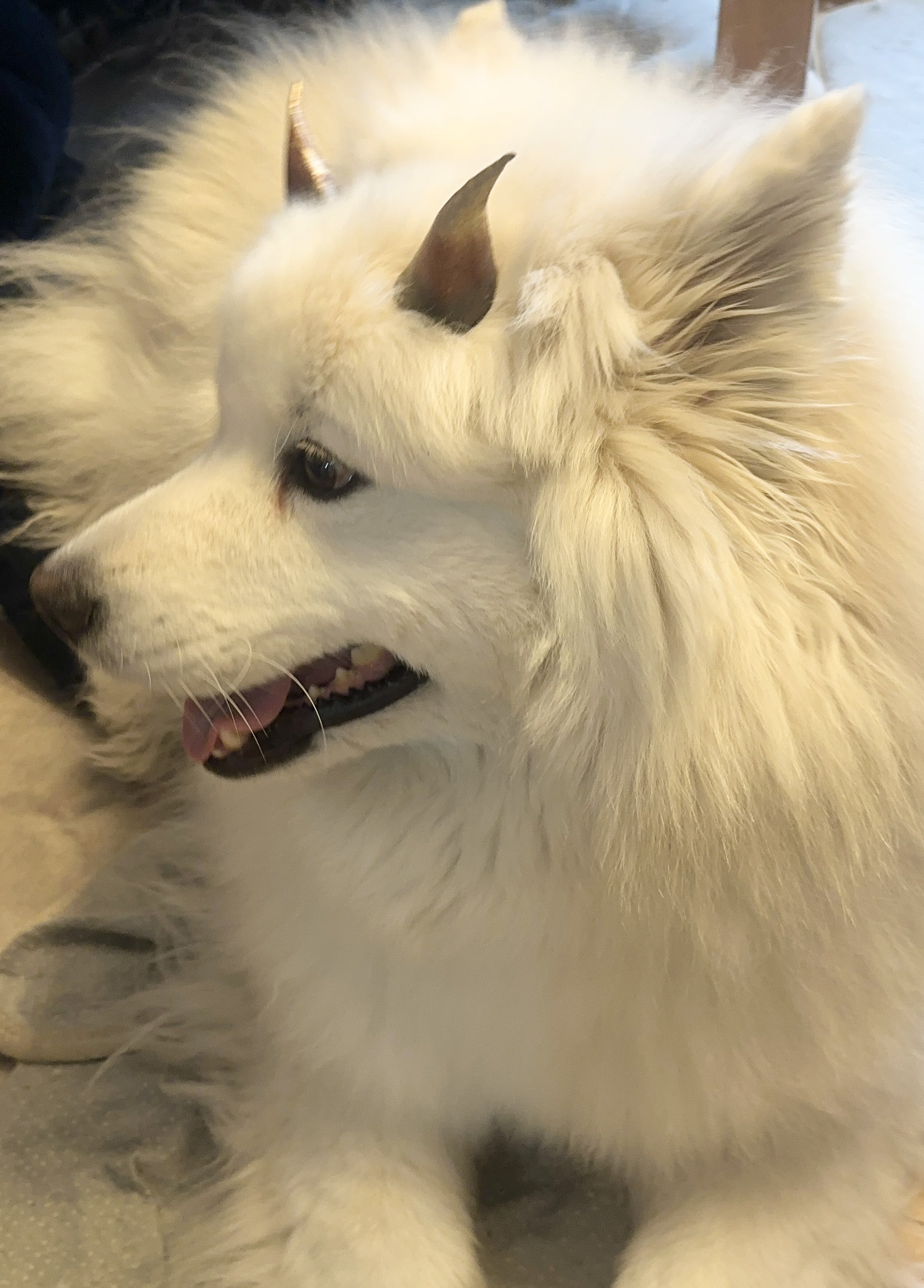 サモエドのソラン soran the samoyed (@samoedsoran) / X サモエドのソラン soran the samoyed (@samoedsoran) / X