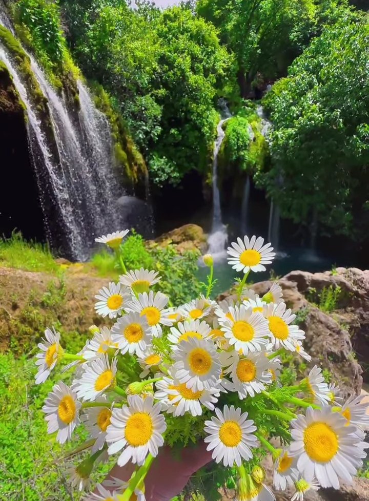 MuratAk45544130's tweet photo. Ruhunuza #Baharı Getiren
İnsanları #Kalbinize Yakın Tutun..
#bereketli_sahurlar 💚🤲🌼☕ https://t.co/C0N0YFGD1X