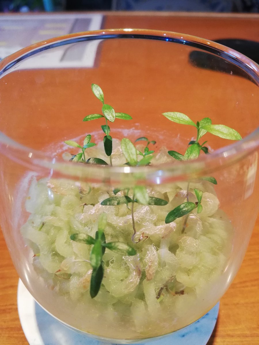presencafe's tweet photo. 店内カウンターやモニター脇などに置いている小さな植物は｢フェイジョア｣という果物の芽（苗）です。

花も葉も可愛くて、大きくなると花や実を食べることが出来る南米生まれの植物なんです。

きちんと育てば良いけど……

この苗、欲しい方が居られたら差し上げますよー（数量限定です） https://t.co/QS6oxTPq6z