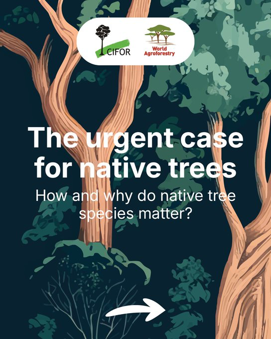 CIFOR_ICRAF's tweet image. Why Do Native Trees Matter?

They support ecosystems, improve #soil, and strengthen climate resilience, but deforestation &amp;amp; climate change put them at risk.

Learn how we can help to maintain and restore them🔗: bit.ly/41kkDwI

#TreesPeoplePlanet | #RightTreeRightPlace