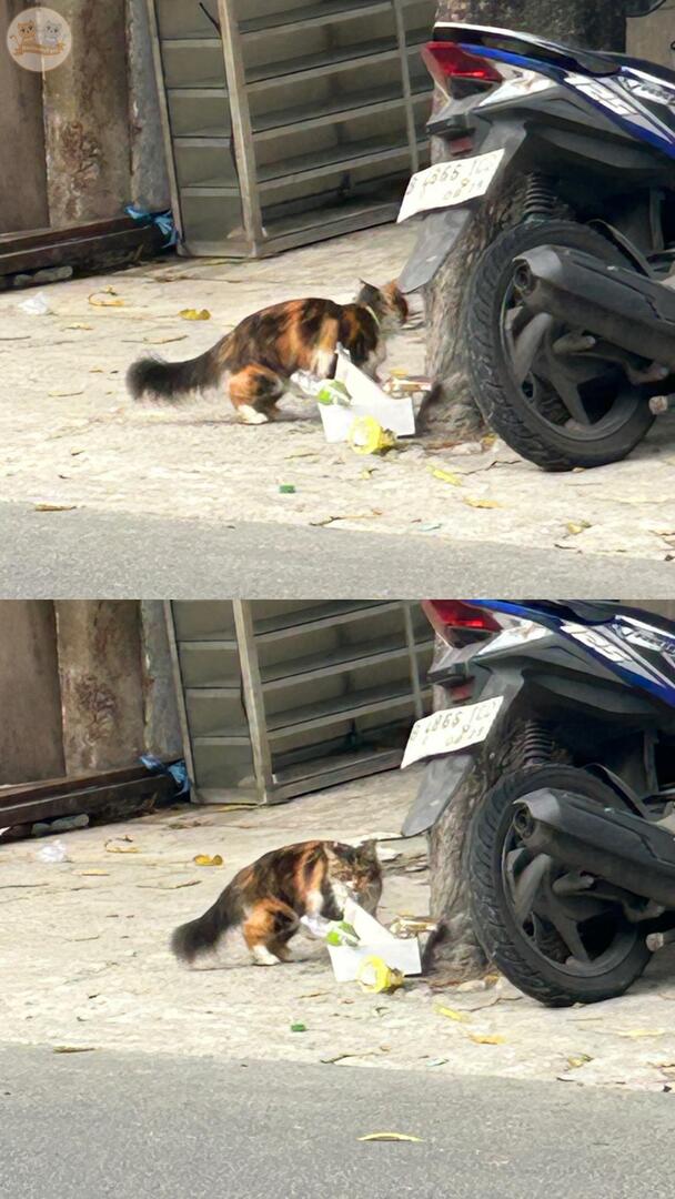 kochengfs's tweet photo. 🐈 haloo aku nemu kucing calico seperti dibawah ini di daerah pasar ampera, kayu putih, jakarta timur.. sekiranya ada yang merasa kehilangan tidak ya? dia pakai kalung dan sudah 2-3 mingguan berkeliaran di sekitar sini https://t.co/aMzqyb8wXd