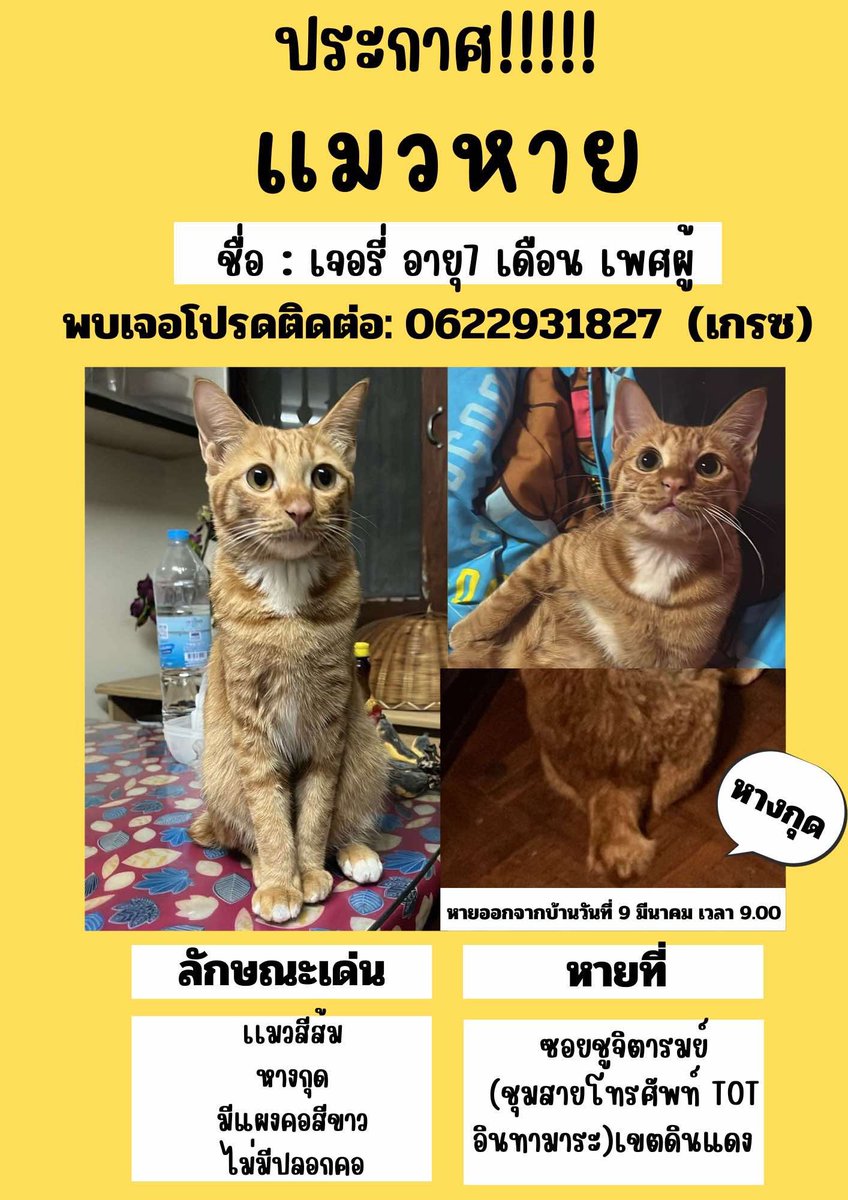 ❗️RT appreciate❗️

ทุกคนฝากหน่อย แมวเพื่อนเราหายคับ หายเมื่อ 9 มีนาคม เวลา 9.00 น. ค่ะ หายที่ ซอยซูจิตารมย์ (ชุมสายโทรศัพท์ TOT อินทามาระ) แถวเขตดินแดงค่ะ  

หากใครเจอตัวน้องสามารถติดต่อได้ที่เบอร์ตามรูปนี้ได้เลยน้า ขอบคุณมาก ๆ ค่ะ 

#แมวหาย #ตามหาแมว #ตามหาแมวหาย