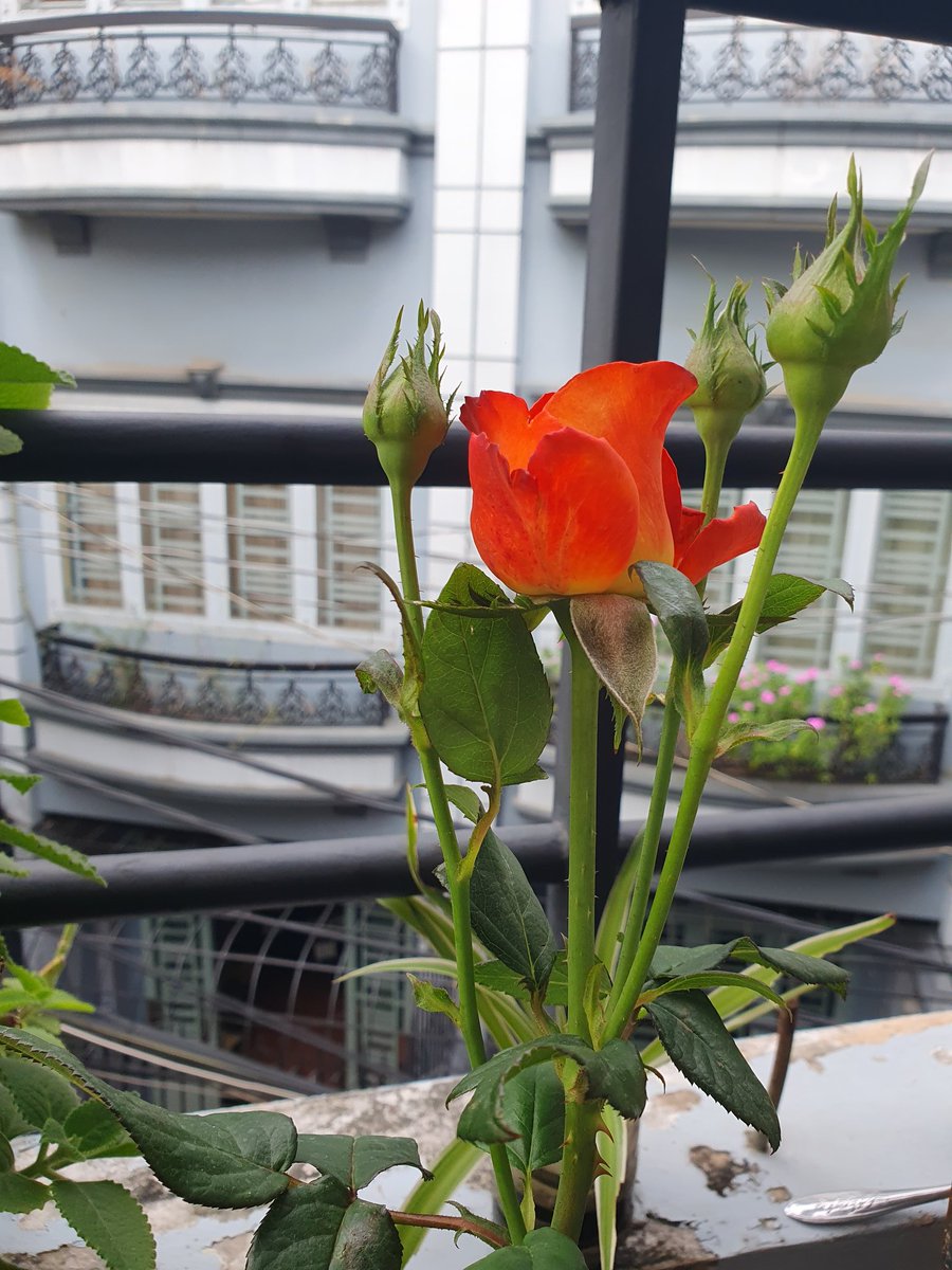 Tự trồng hoa hồng ngắm nó khác lắm nhà mình 💞