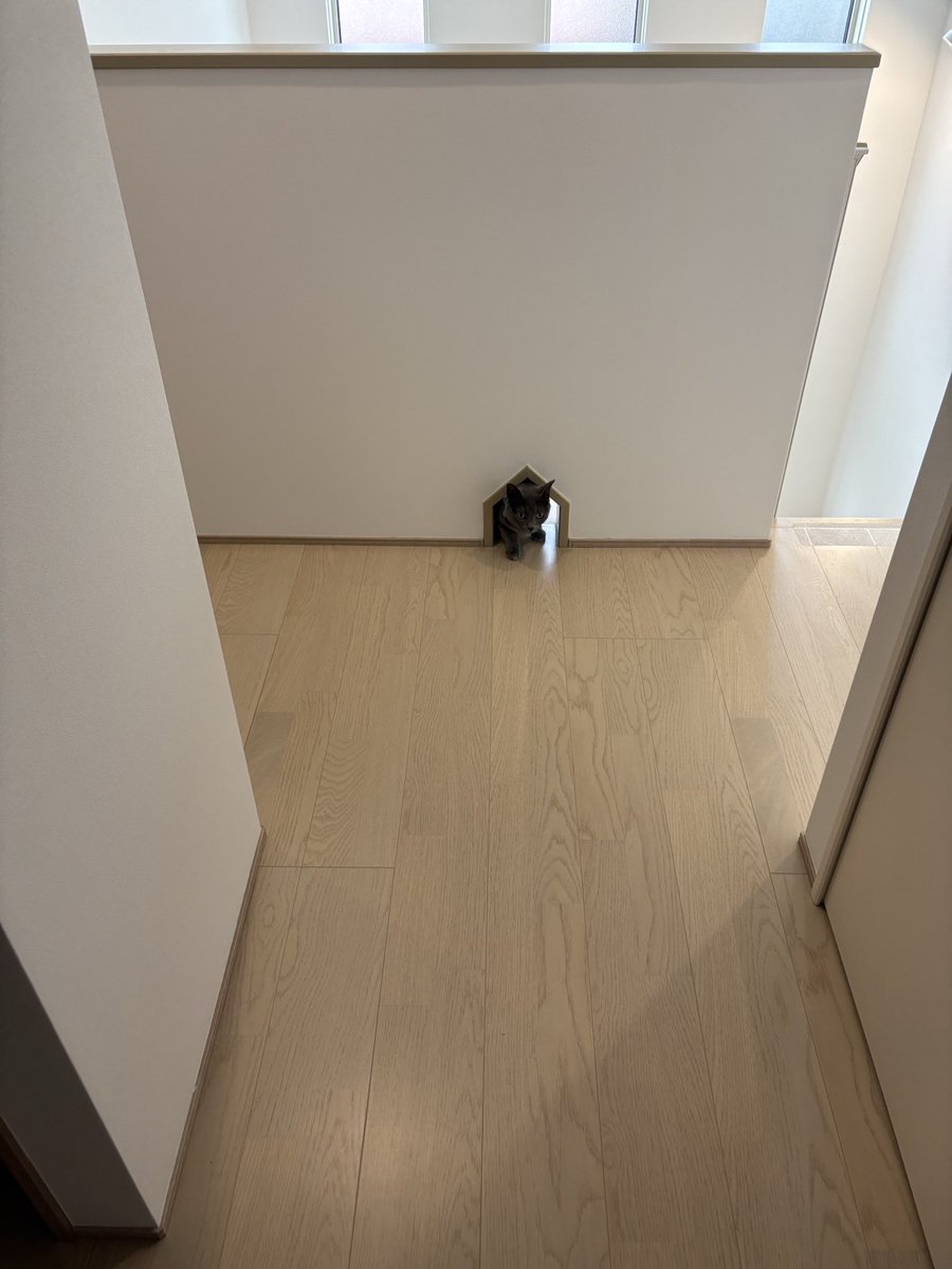 ちみ・みみ (@chimi_mimi) on Twitter photo 