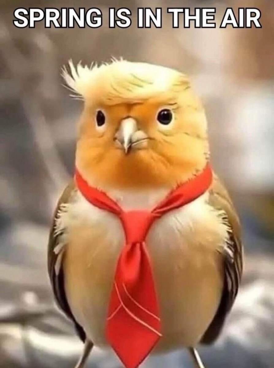 BirdLov62991644's tweet image. @BirdLov62991644 Approved!
#TrumpBird